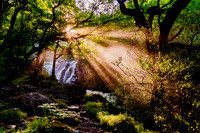 Nature to gift
