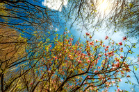 Nature to gift